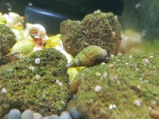 Freshwater Aquatic snails