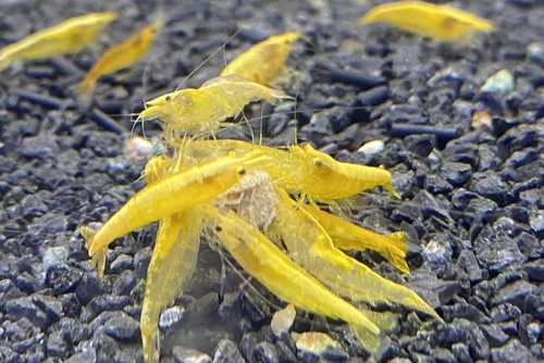 Wholesale Freshwater Neocaridina Shrimps