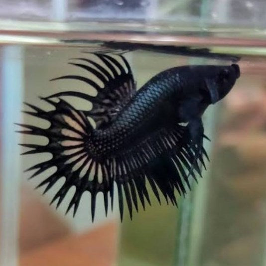 Black Copper Crowntail