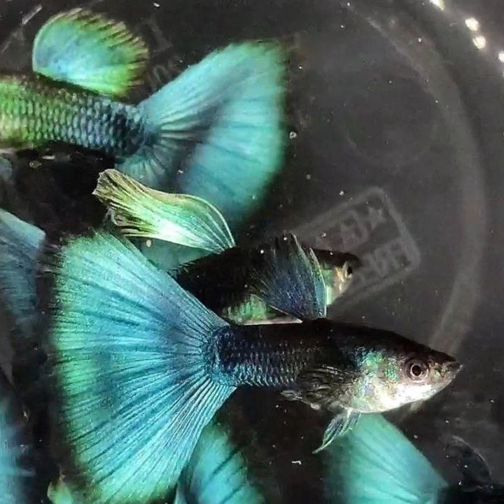 Green Moscow Guppy
