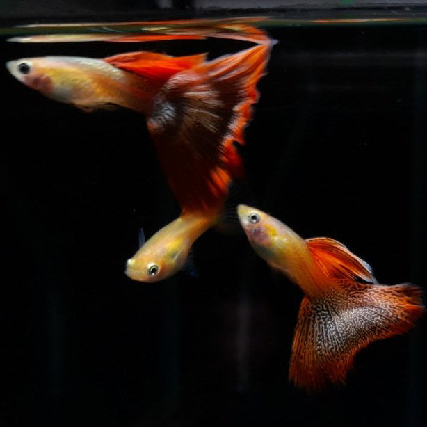 Blonde Red Lace Guppy