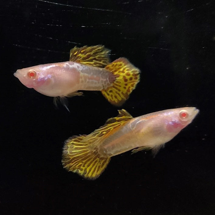 Albino Metal Yellow Lace Roundtail