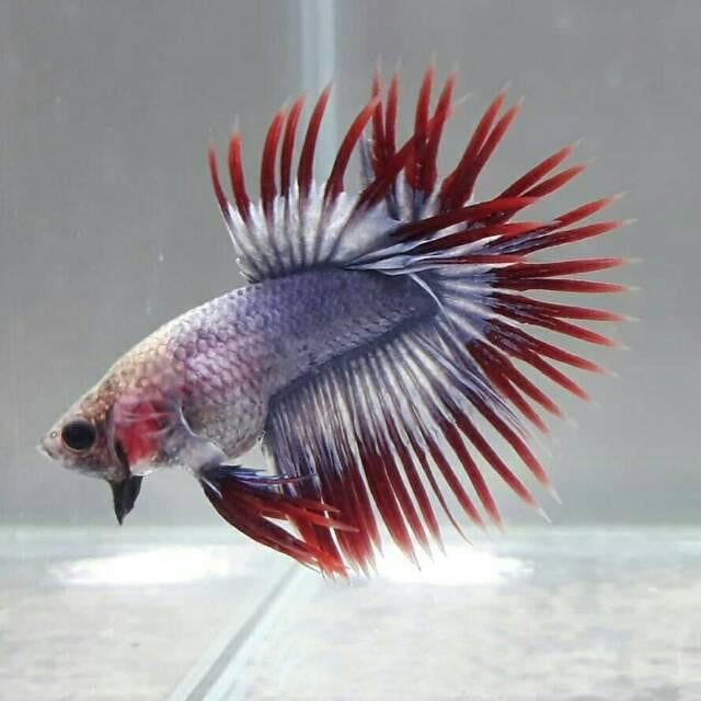 Grizzle Mascot Crowntail Betta