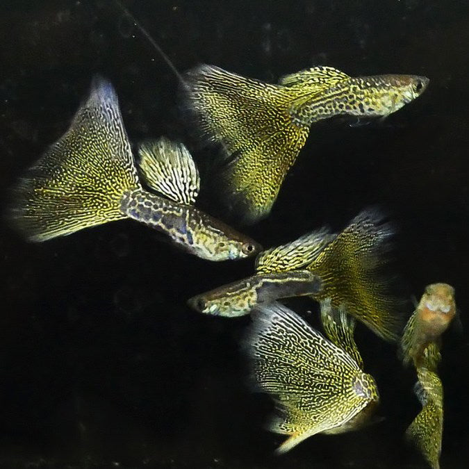 Golden Lace Guppy
