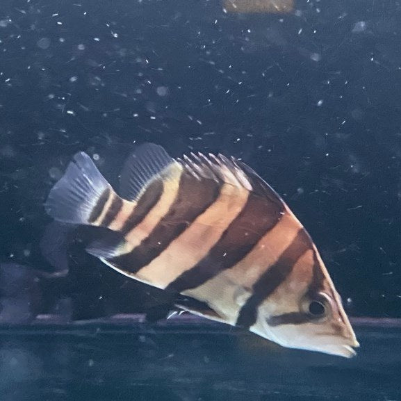 Indonesian Tigerfish