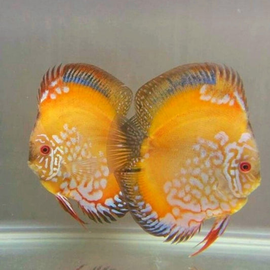 Golden Rafflesia Discus
