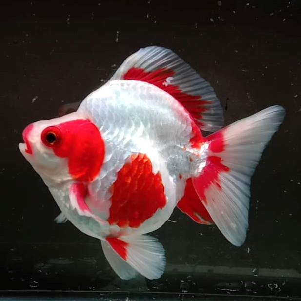 Red White Ryukin Goldfish