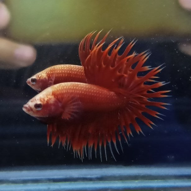 Red Crowntail Bettas