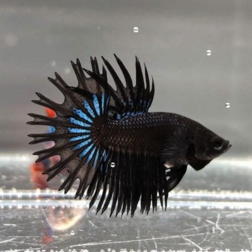 Black Orchid Crowntail Bettas