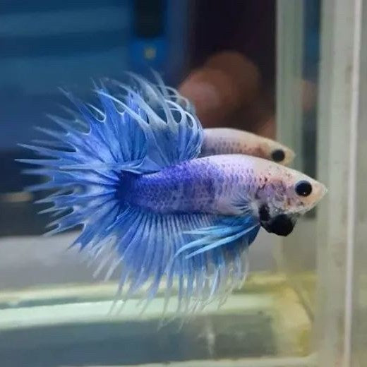 Grizzle Crowntail Bettas